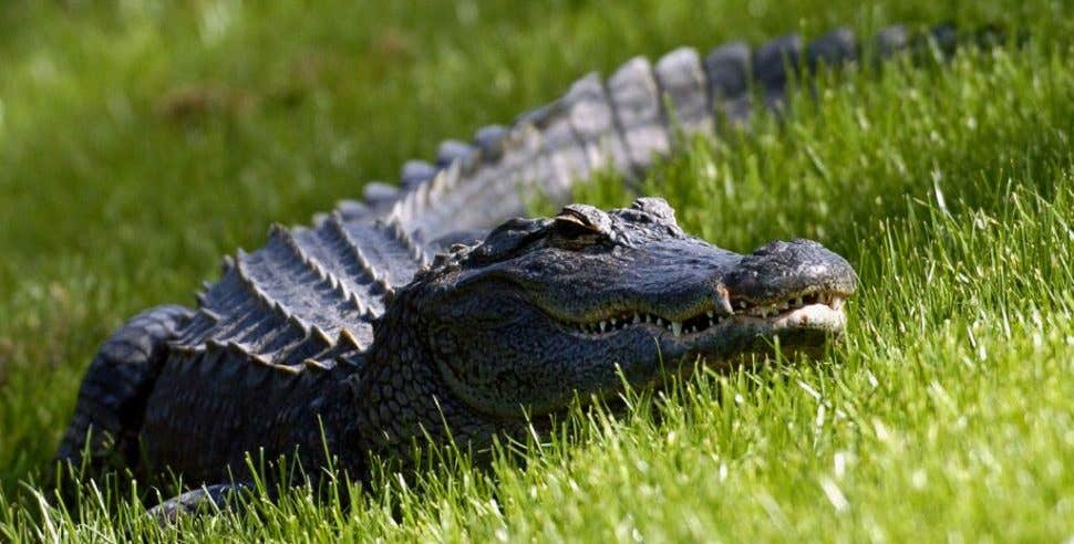 A Gator Chases People In A Wendy's Parking Lot