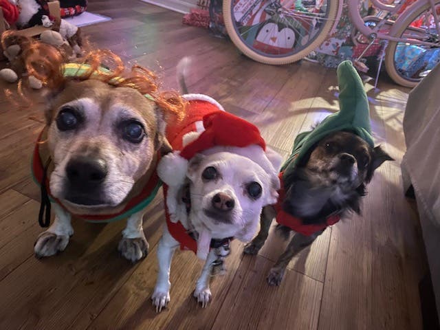 Christmas just wouldn't be the same without our four-legged companions. The Budman household is extra merry with the Three Dogs Of Christmas.