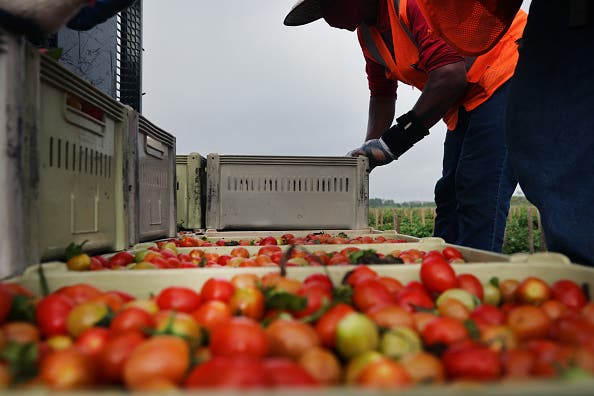 Tomatoes are sorted at a farm owned and operated by Pacific Tomato Growers