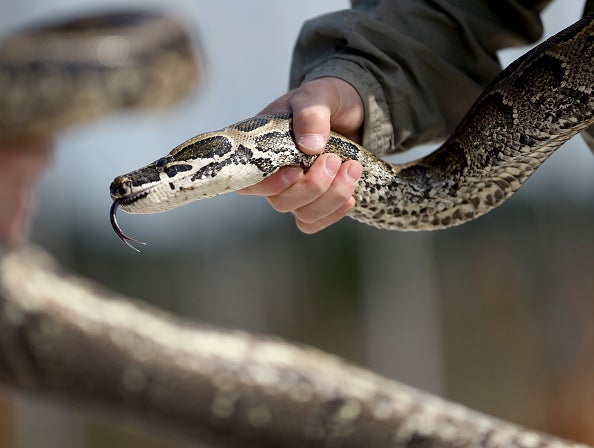 Biologists Track Northern African Pythons In Florida's Everglades