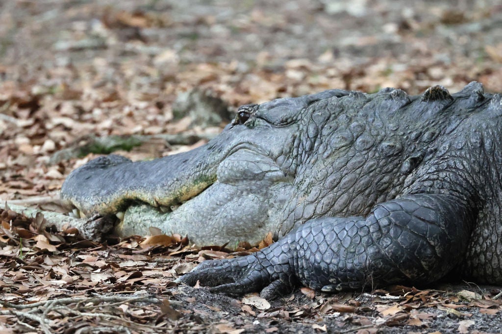 Florida Man Mike Dragich Captures 10 Foot Alligator At Jacksonville ...