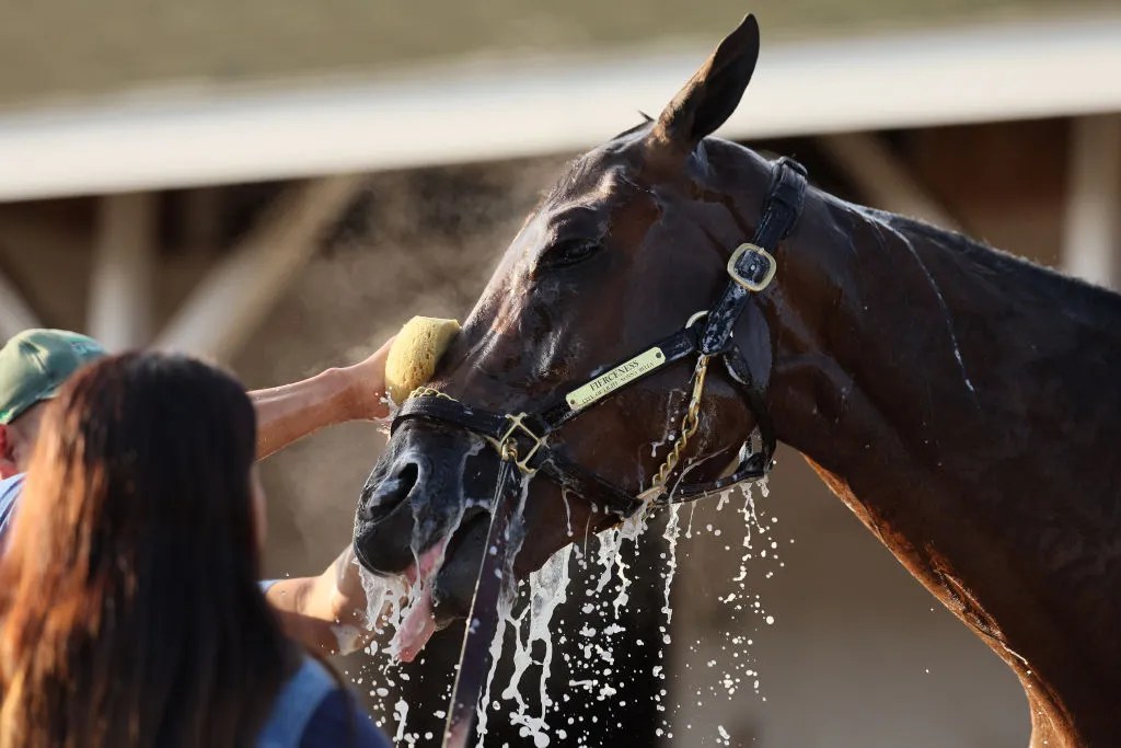 Kentucky Derby favorite Fierceness