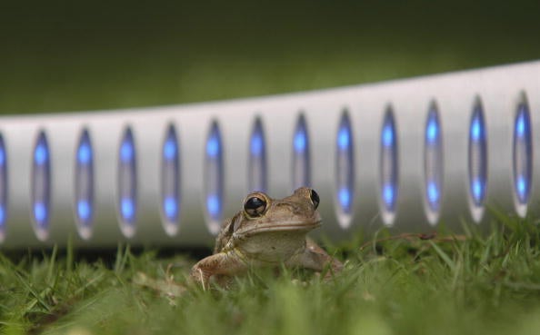 Melbourne 2006 Queen's Baton Relay

Meanwhile, FGCU students and researchers spearhead efforts to safeguard native tree frogs from the invasive Cuban tree frog, battling against its disruptive presence.