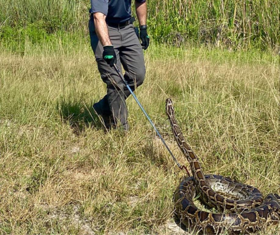 The 2024 Florida Python Challenge removed 195 pythons from the Everglades, with the top hunter capturing 20 snakes.