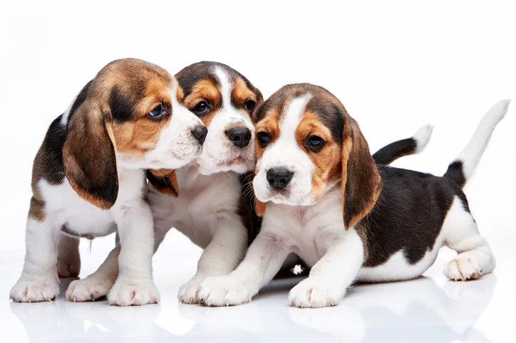 The three beagle puppies lying on the white background, a still photo instead of Videos To Keep You Calm