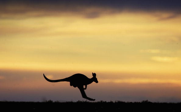 Rogue Kangaroo Caught After 3 Weeks In Florida