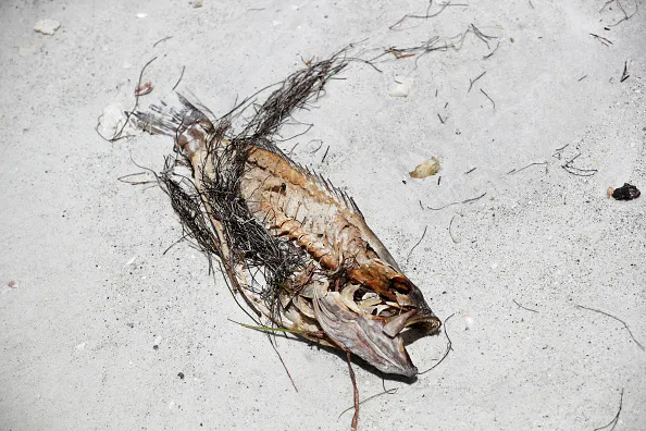 Red Tide In Florida's Tampa Bay Leaves Dead Fish Along Coastline.

Meanwhile, Red tide has been detected near Vanderbilt Beach in Collier County, prompting health warnings and safety precautions for residents, visitors, and animals.