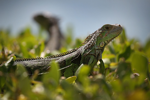 South Florida Battles Invasive Iguana Population